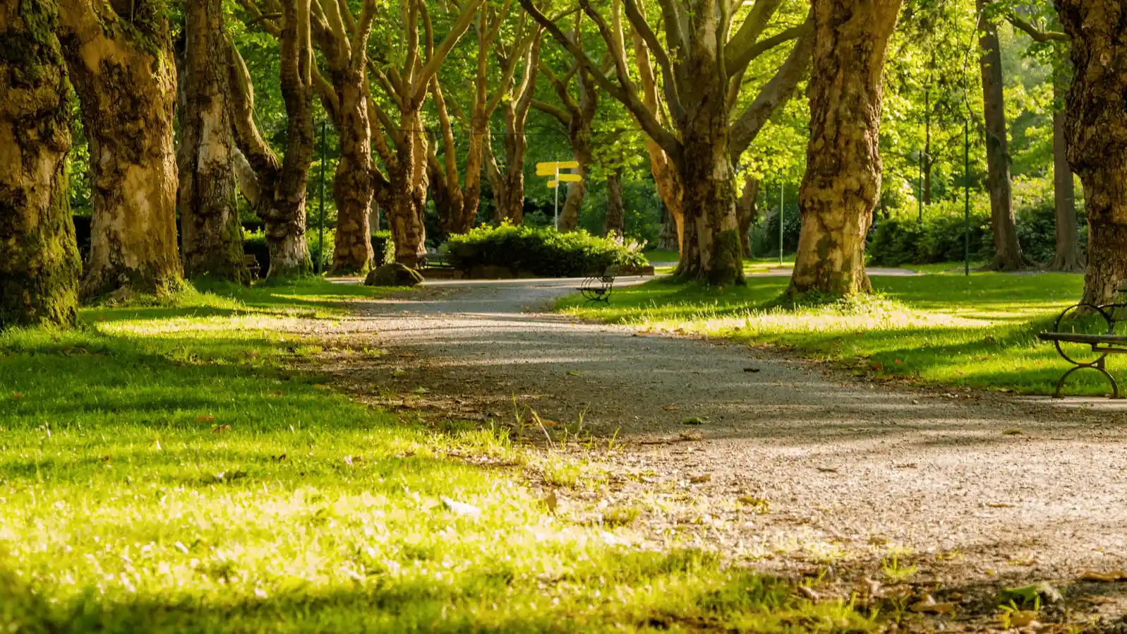 Cubbon Park